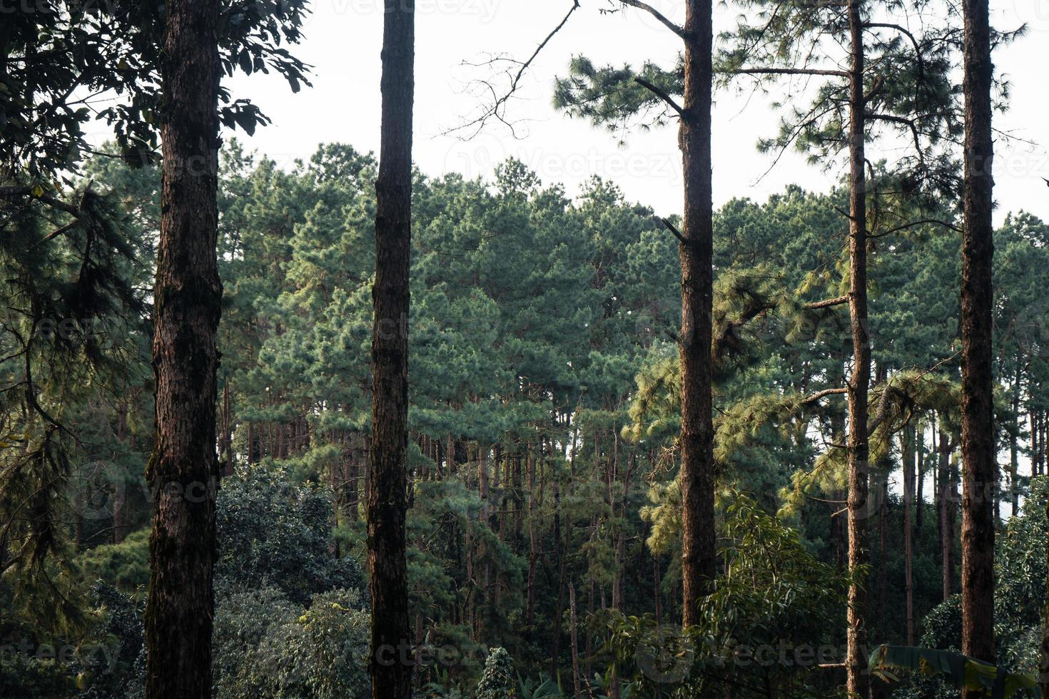 bosque de verano y el camino hacia el bosque. foto