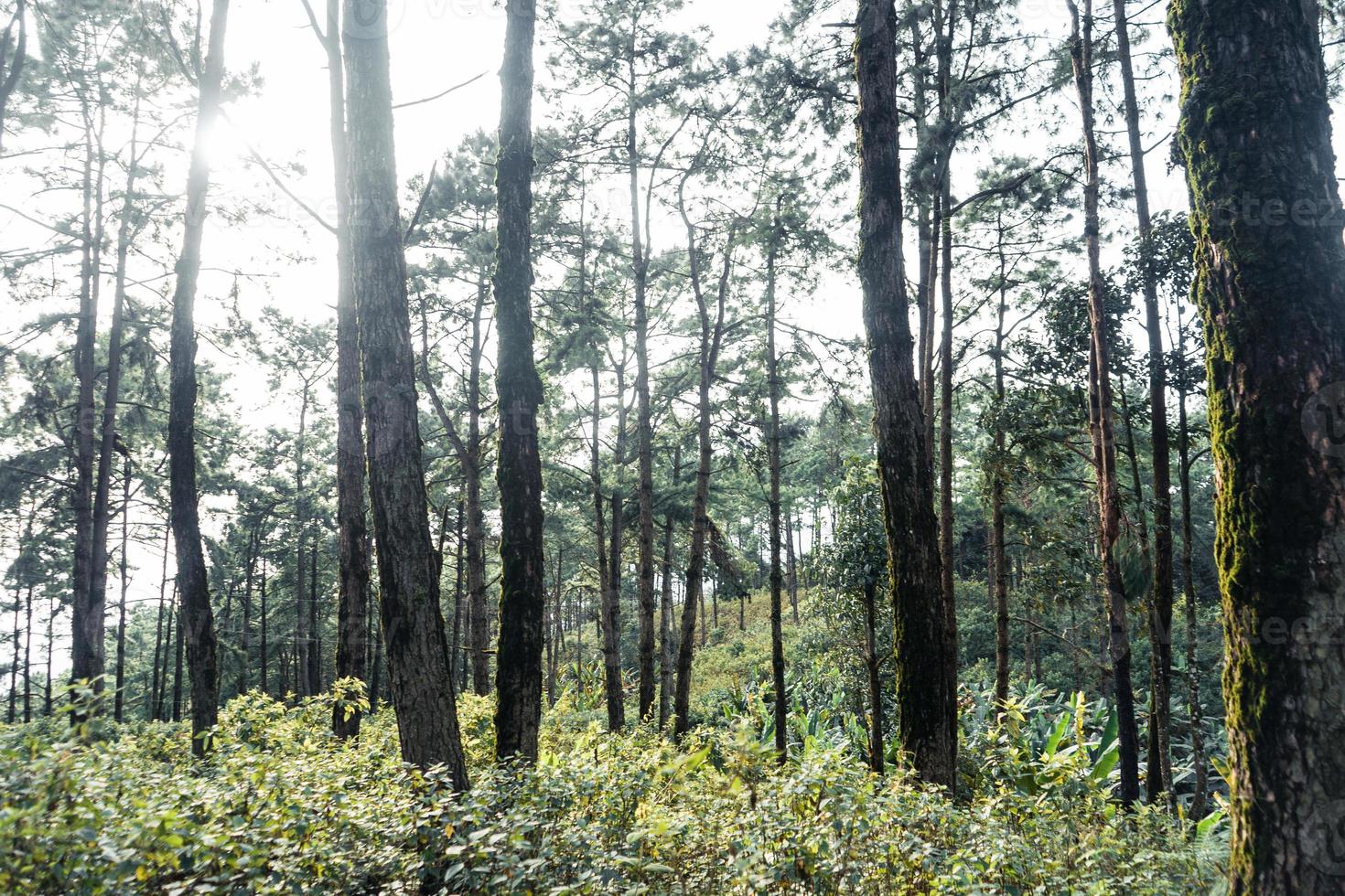 Summer forest and the road into the forest photo