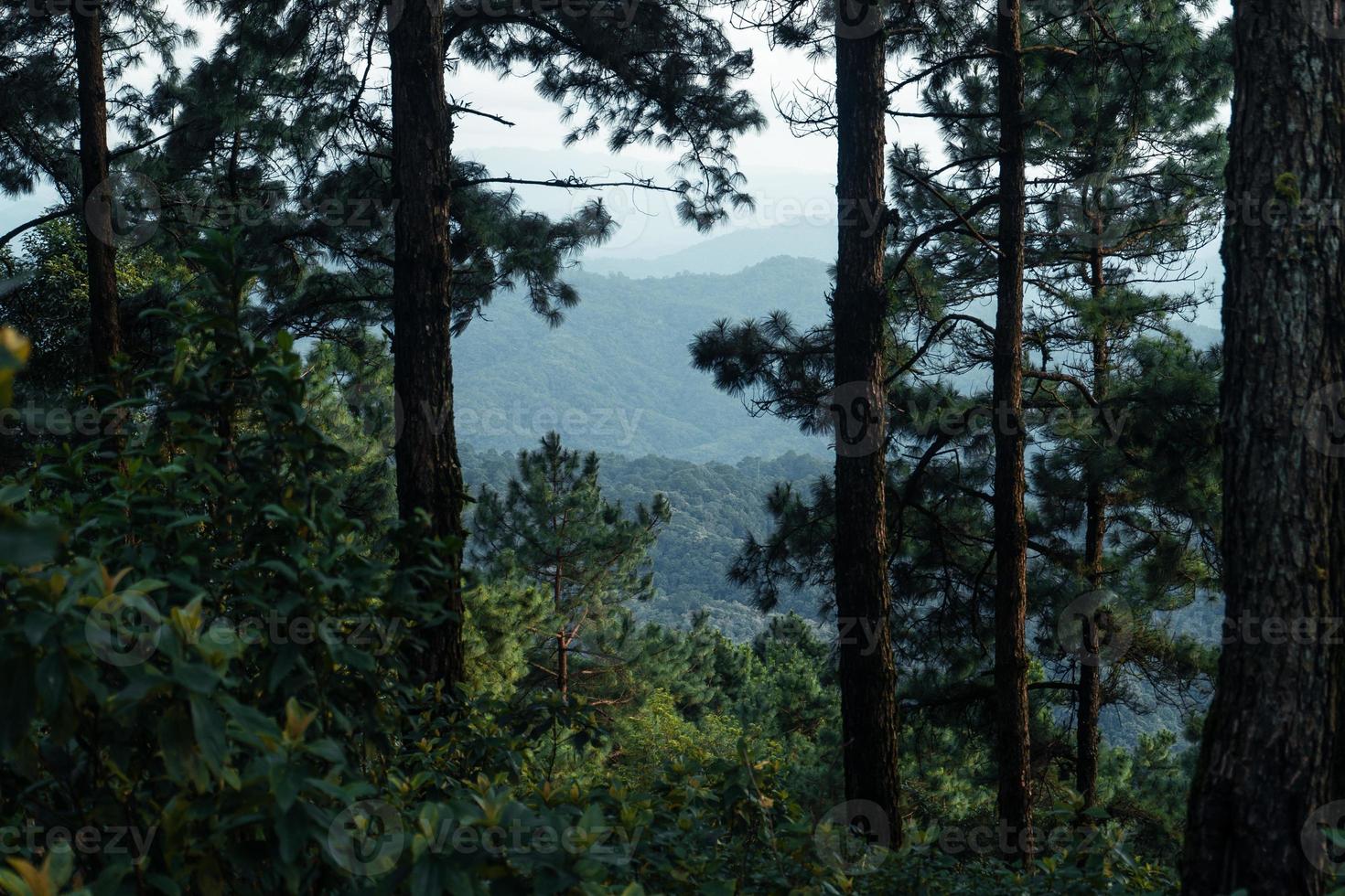 bosque de verano y el camino hacia el bosque. foto