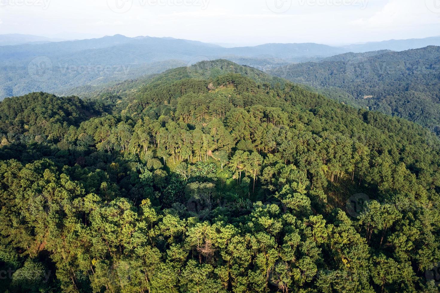 Mountains and summer green forests photo