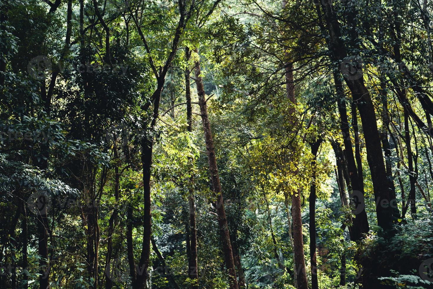 Summer forest and the road into the forest photo