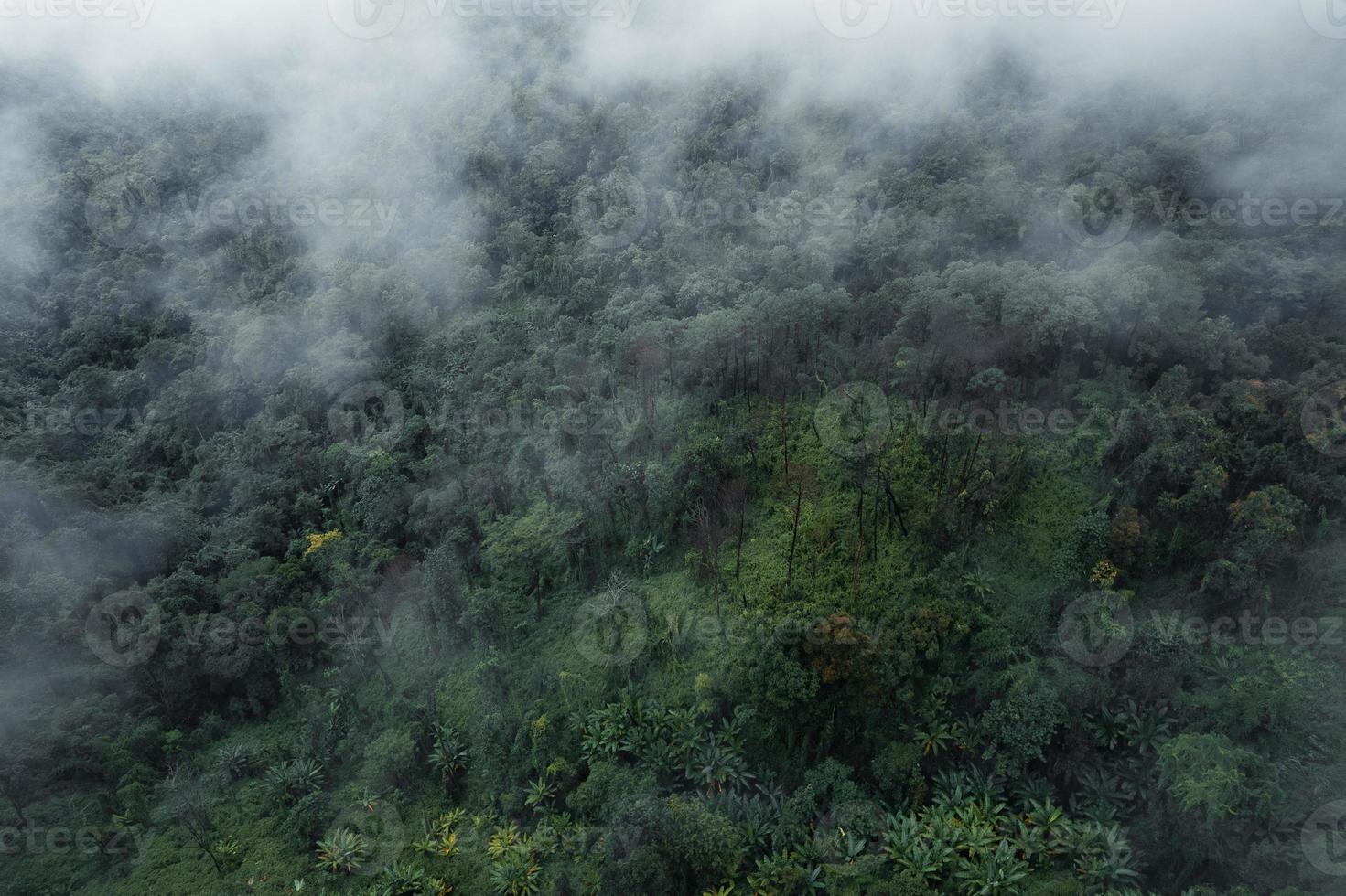 árboles y montañas en día lluvioso foto