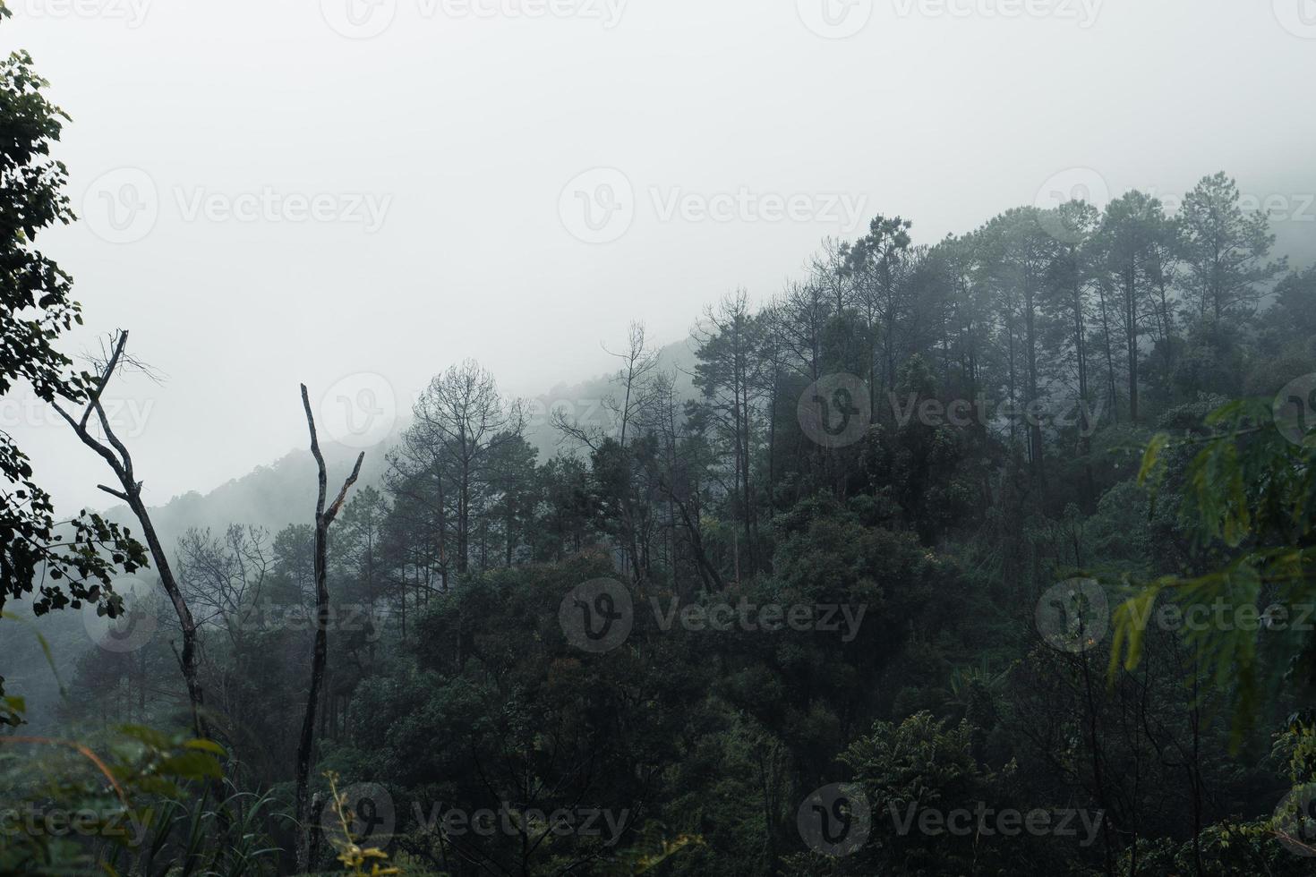 trees and mountains on rainy day photo