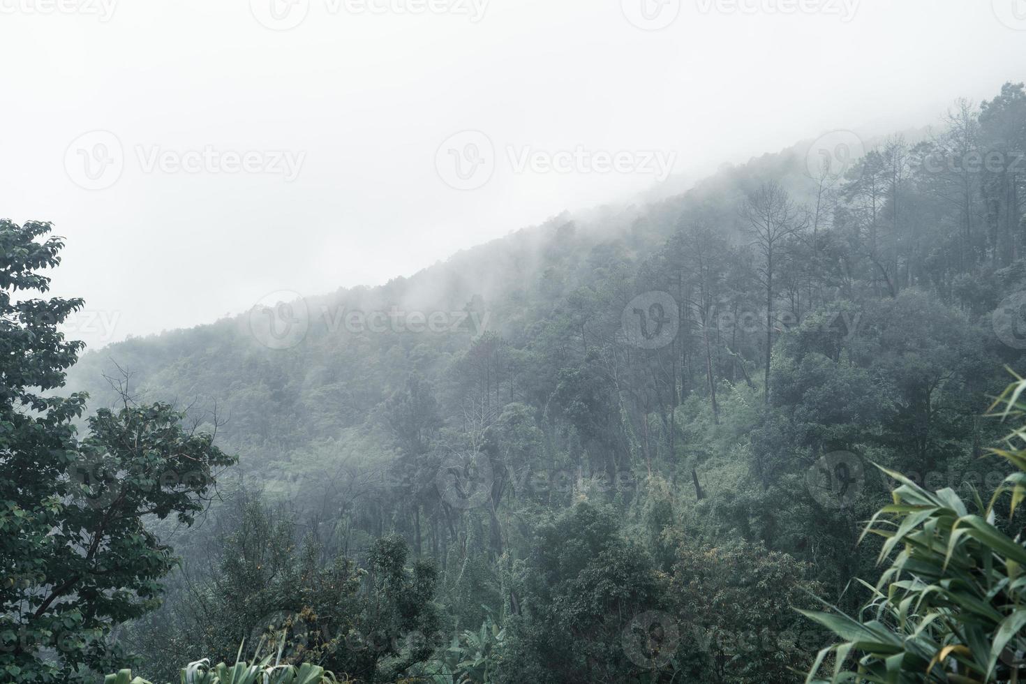 trees and mountains on rainy day photo