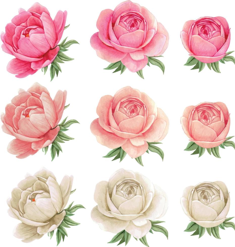 watercolor pink and white peonies set vector