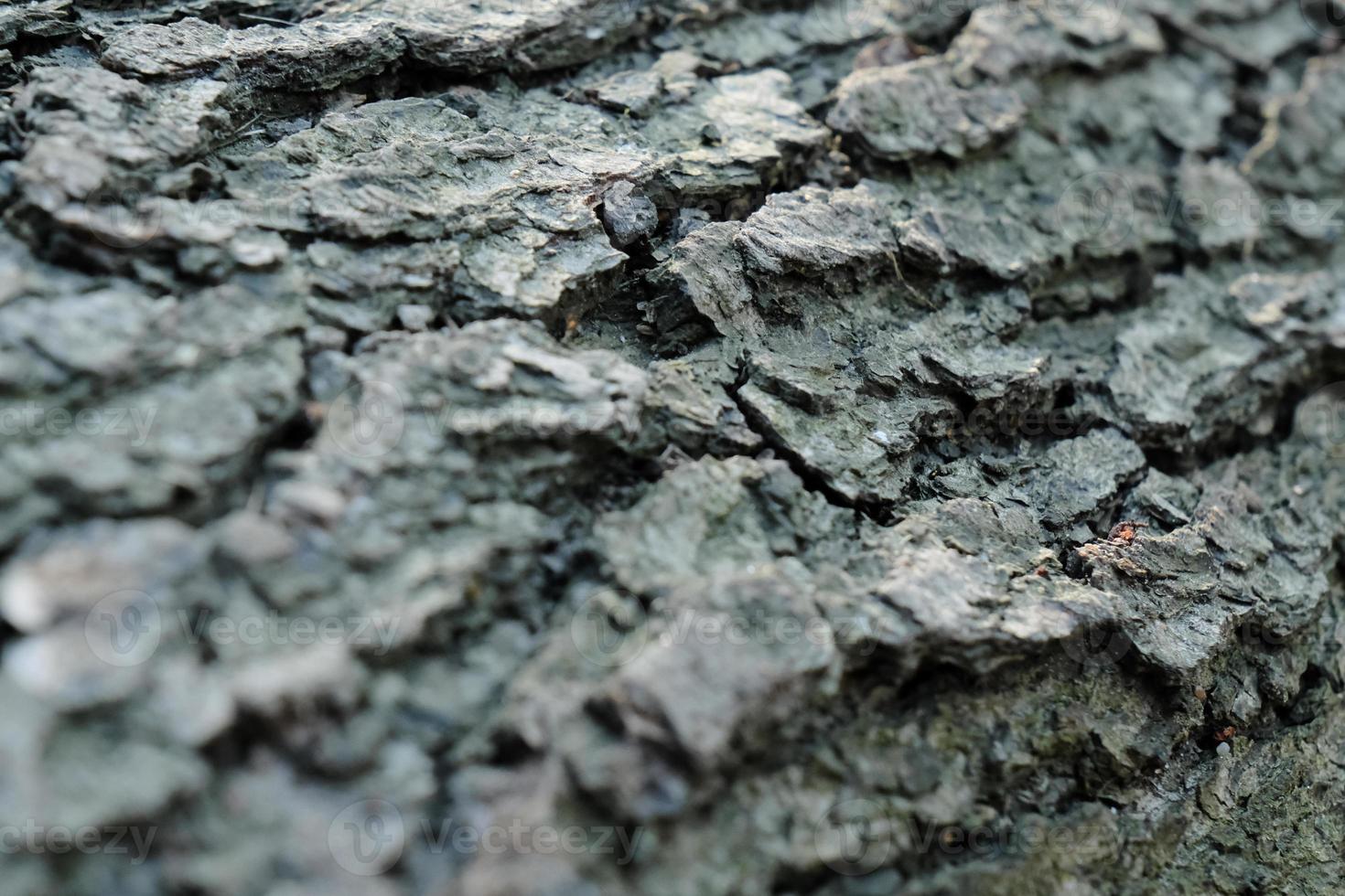 gray pine tree trunk texture, grey textured bark close-up photo