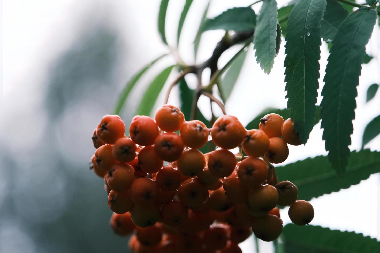 closeup of a branch with ripe red rowan berries in October outdoors photo