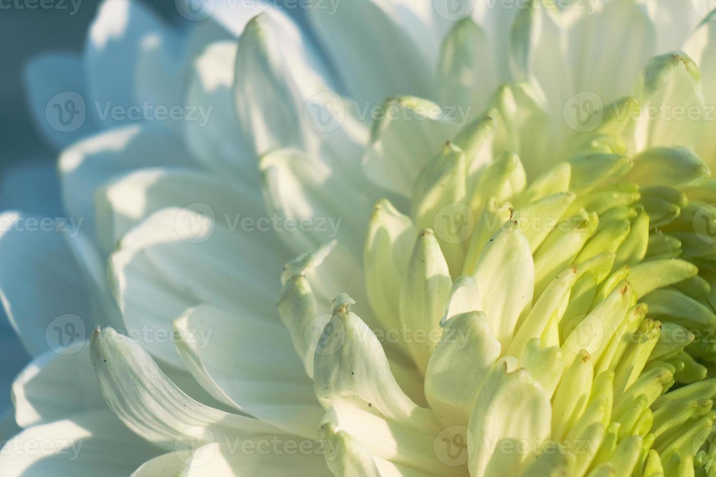 pattern of petals of the head of a blossom chrysanthemum, macro photo