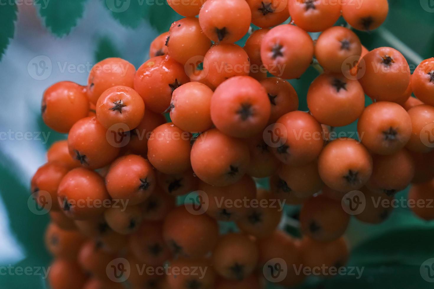 bunch of rowan red berries macro on a tree branch in the autumn garden photo