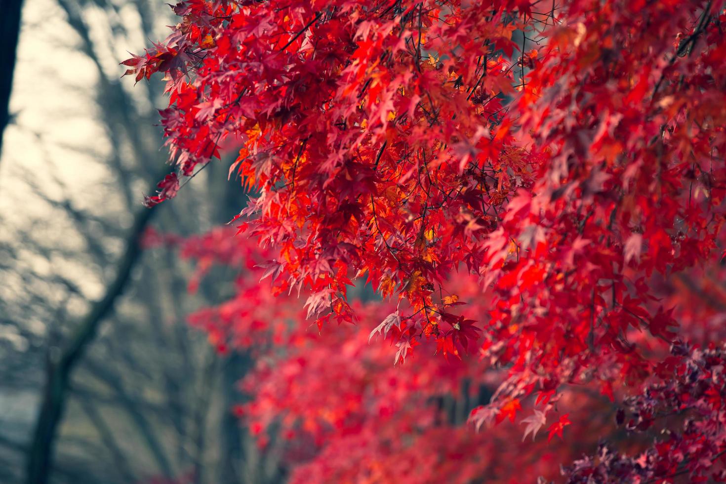 hermosas hojas de arce en otoño, hermoso fondo de licencia de otoño foto