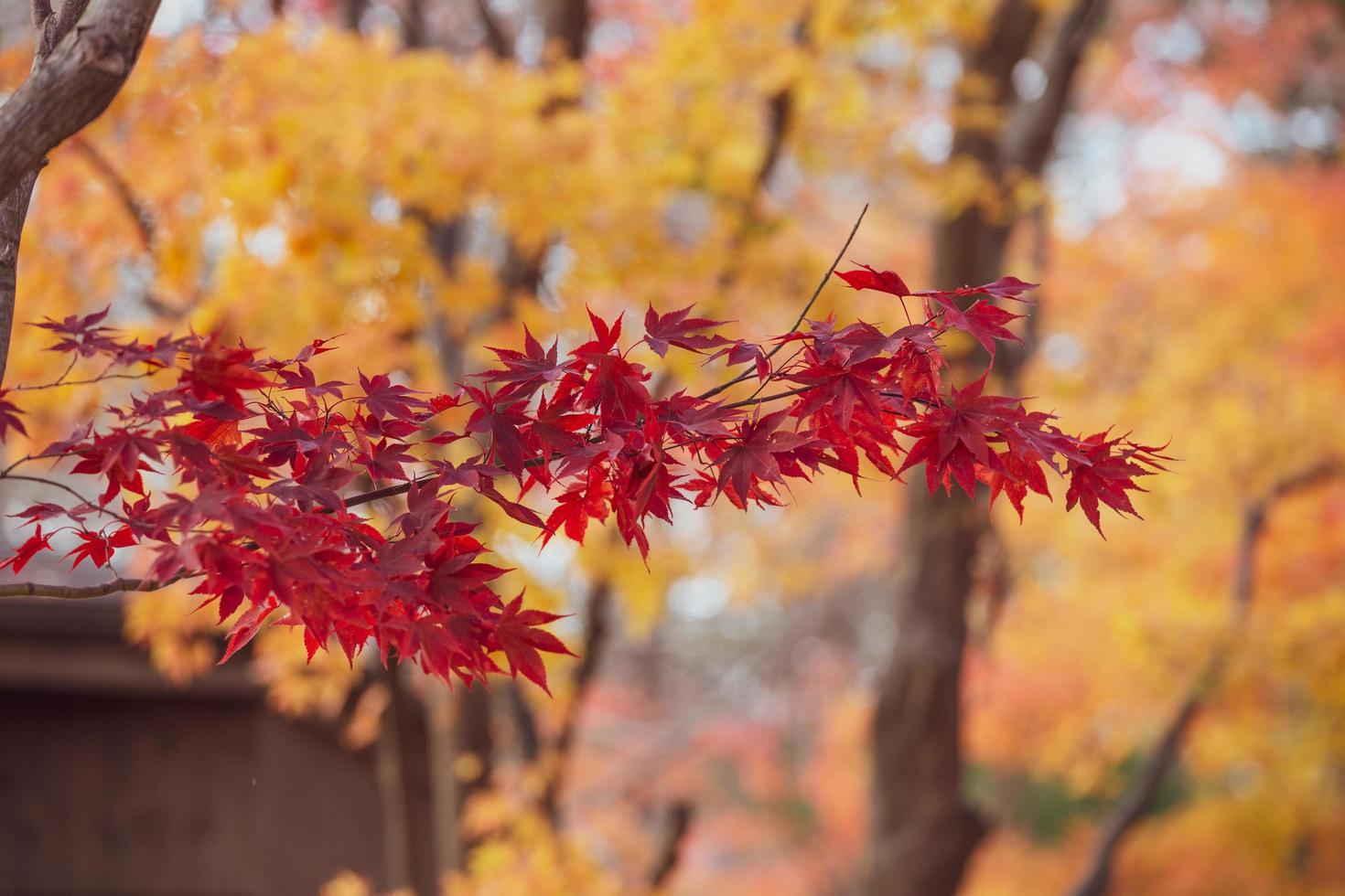 hermosas hojas de arce en otoño, hermoso fondo de licencia de otoño foto