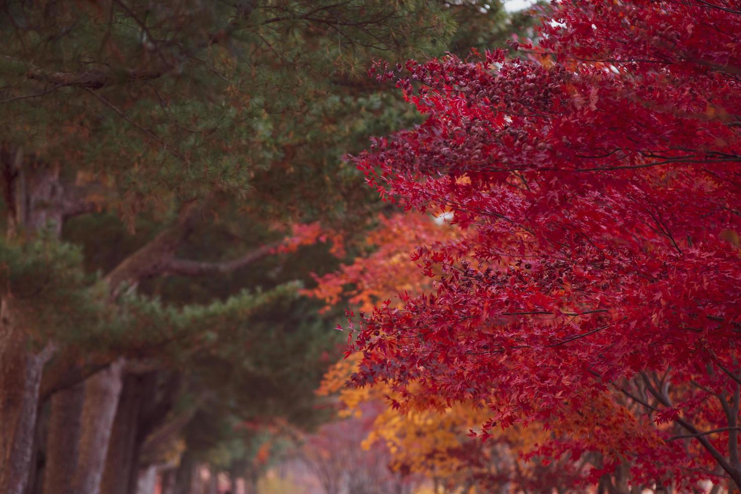 hermosas hojas de arce en otoño, hermoso fondo de licencia de otoño foto