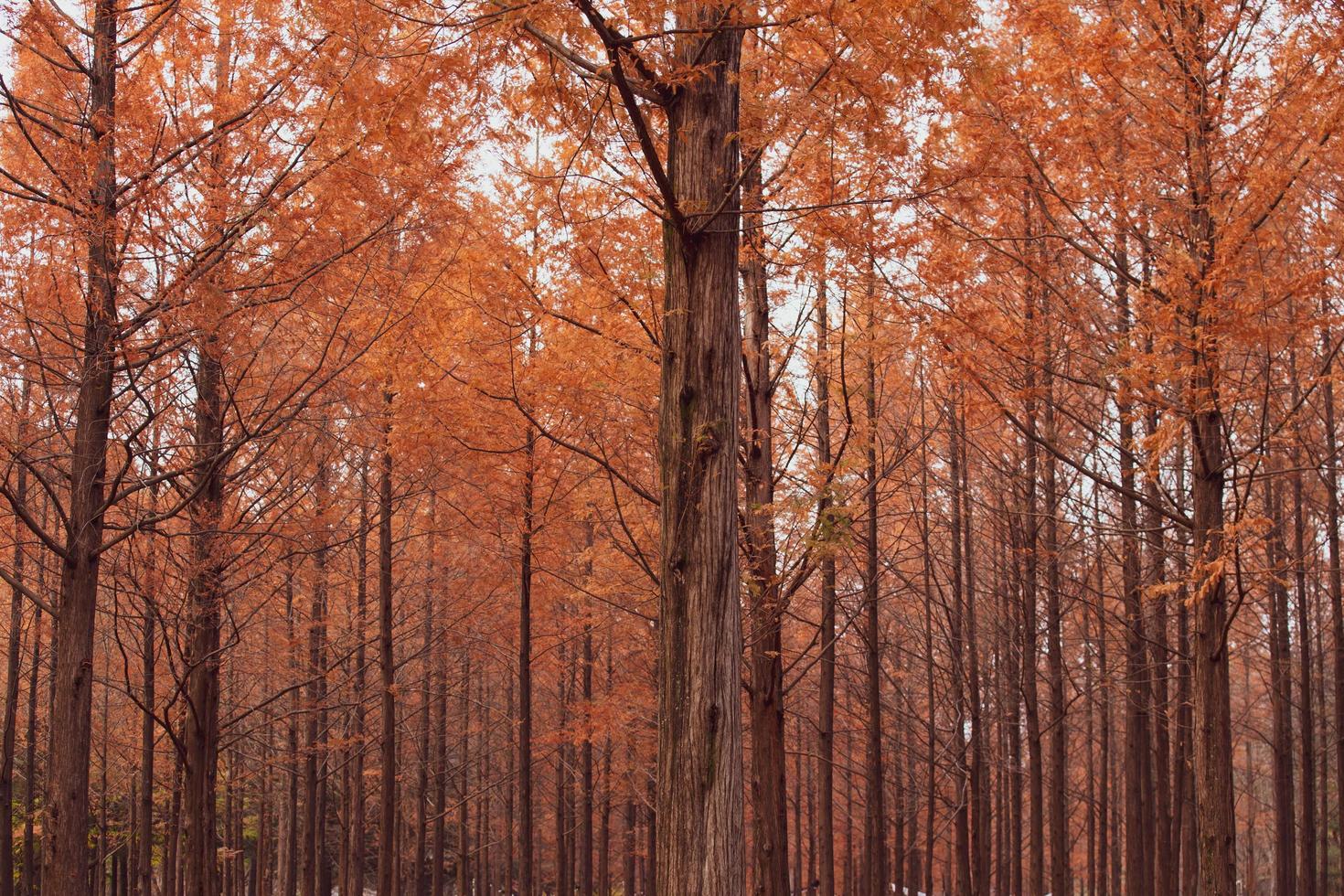 Autumnal pine forest. abstract natural background with tall of pine photo