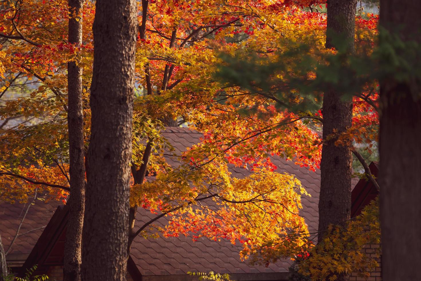 Beautiful maple leaves in autumn, beautiful autumn leave background photo