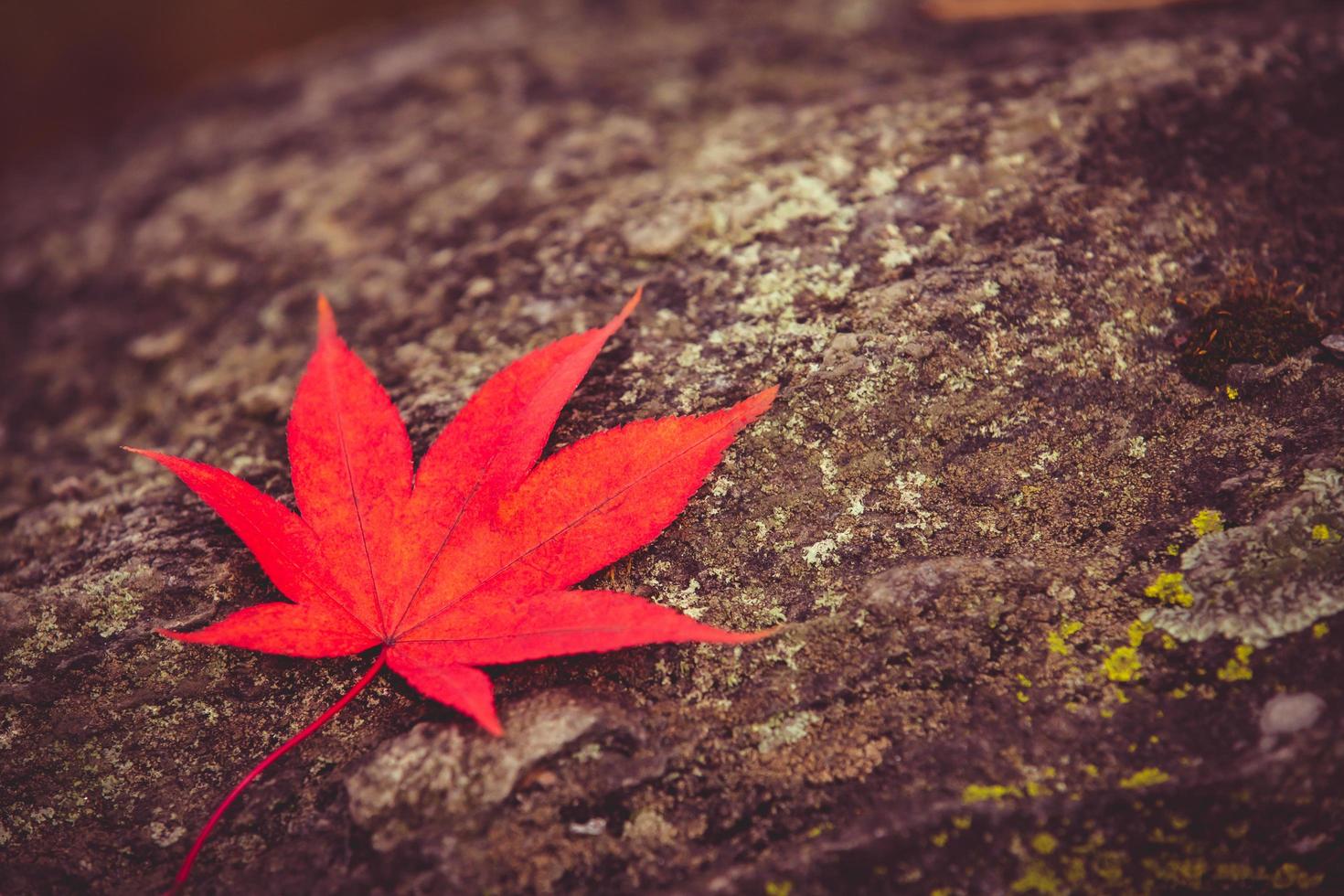 Hoja de arce roja sobre fondo de piedra foto