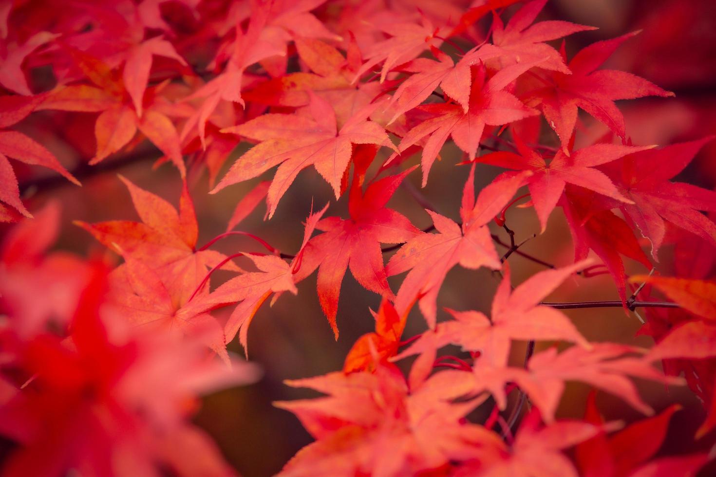 Beautiful red maple leaves in autumn photo