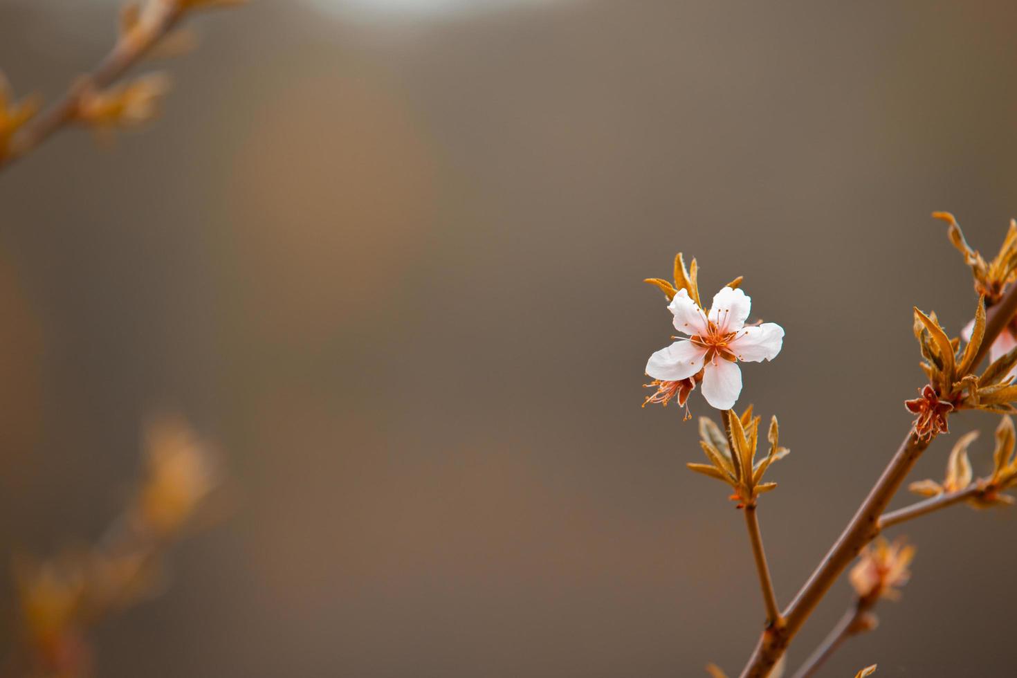 Beautiful flowers on the backdrop of the autumn photo