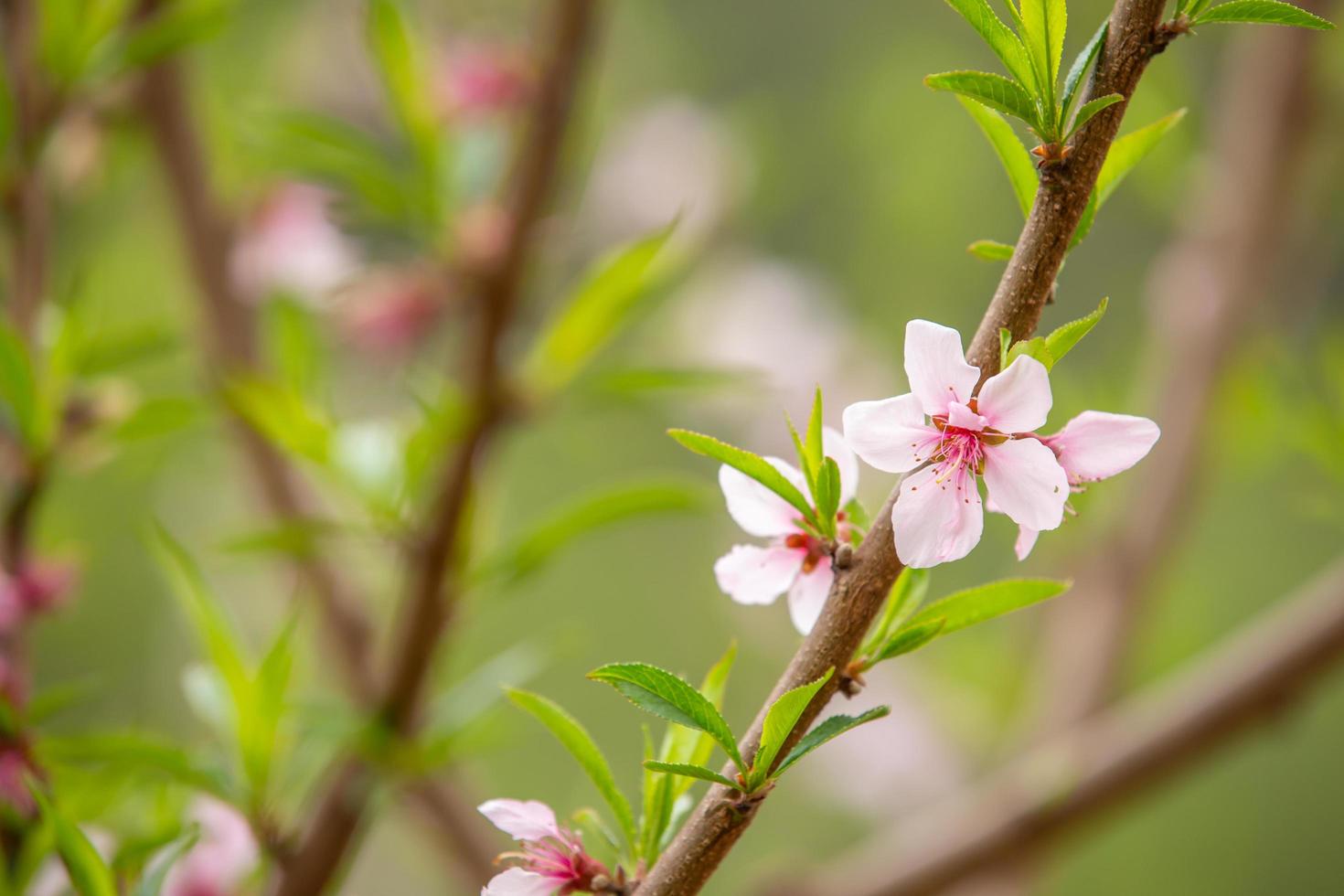 The white flowers in the spring tone. Beautiful flowers in nature photo