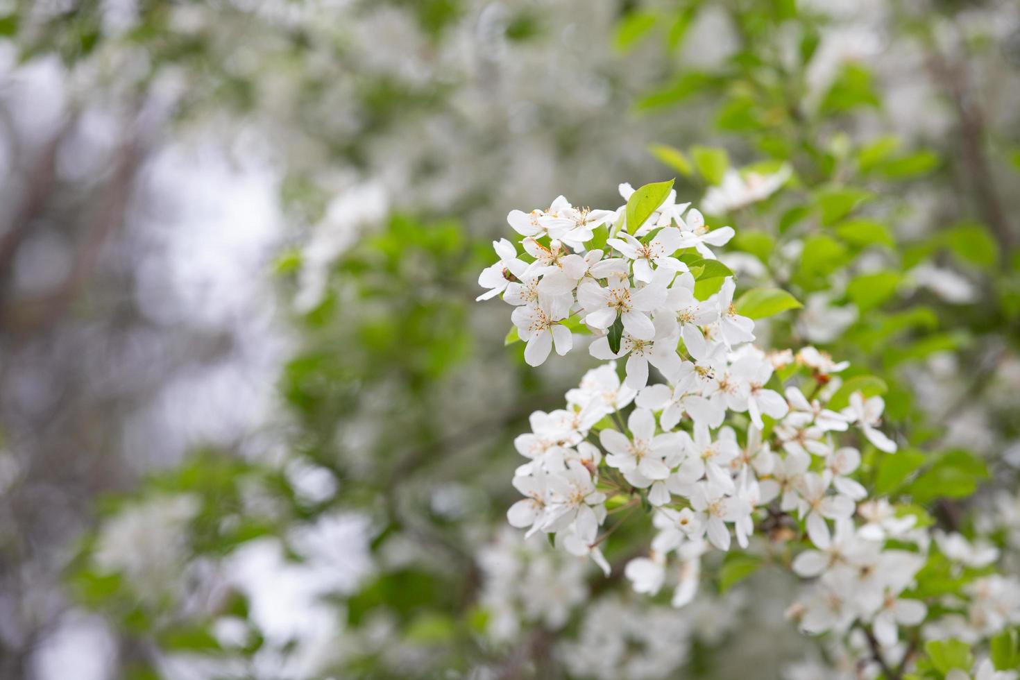 The white flowers in the spring tone. Beautiful flowers in nature photo