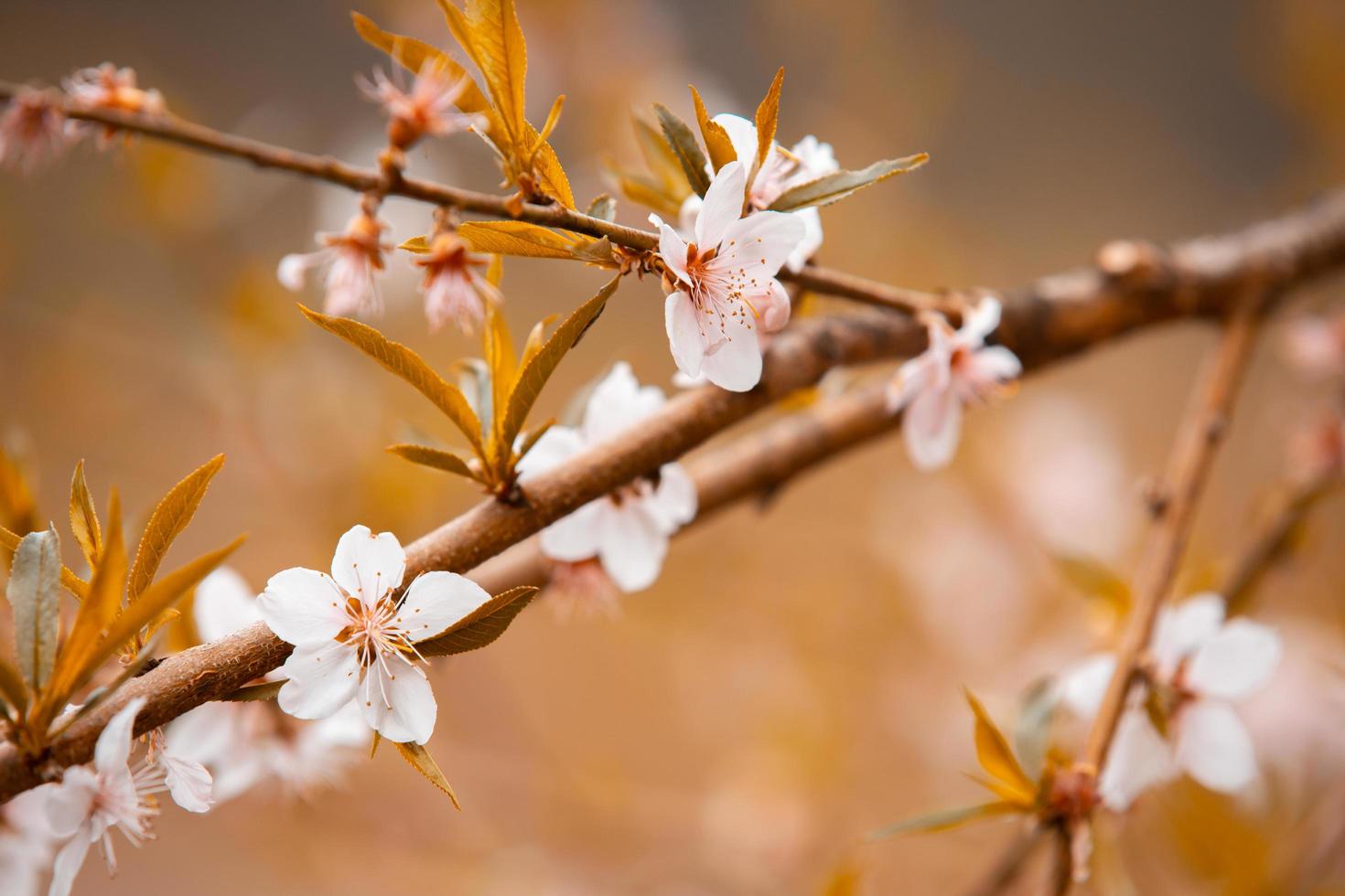 Beautiful flowers on the backdrop of the autumn photo