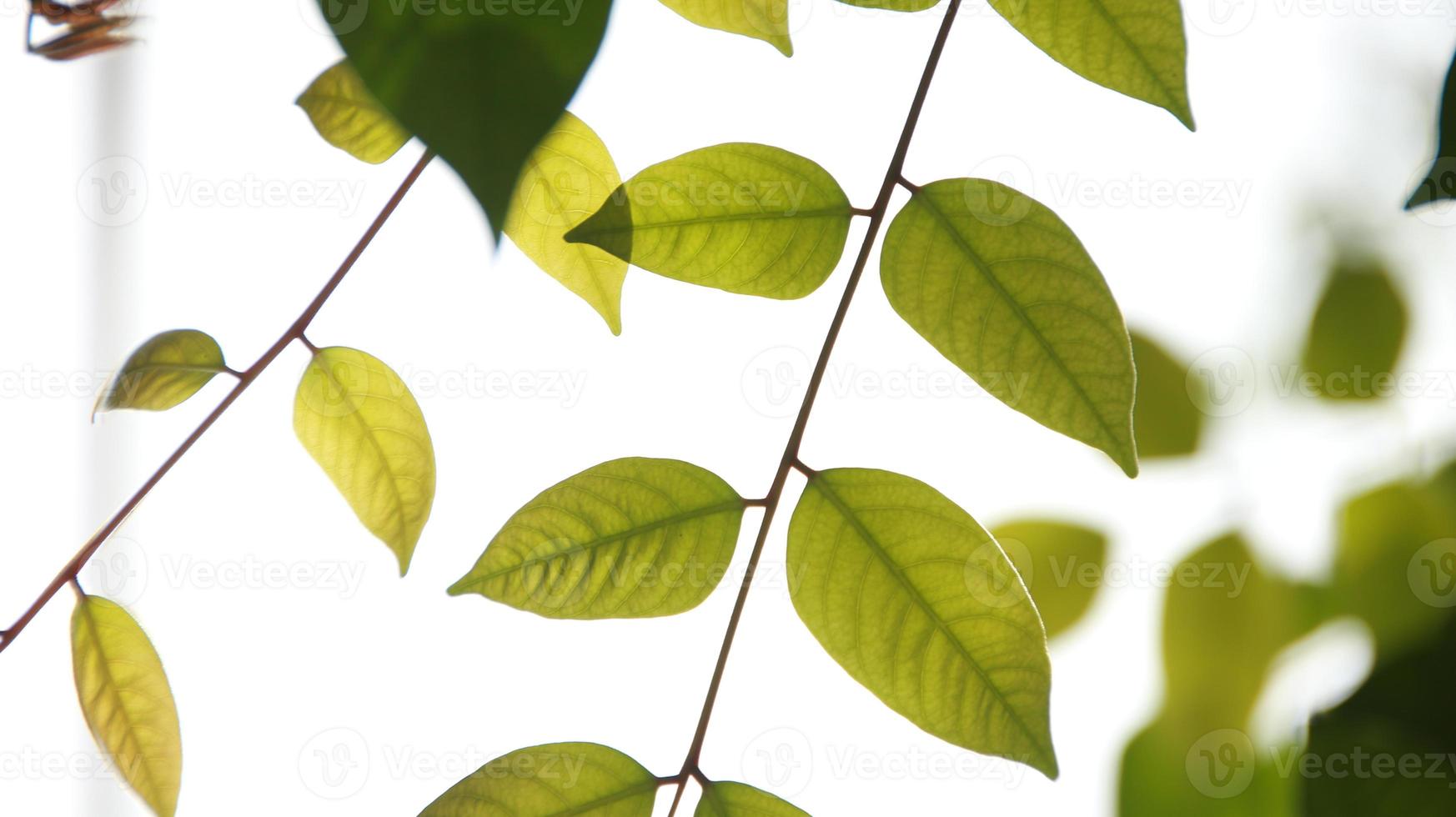 Close up beautiful view of nature green leaves on blurred greenery photo