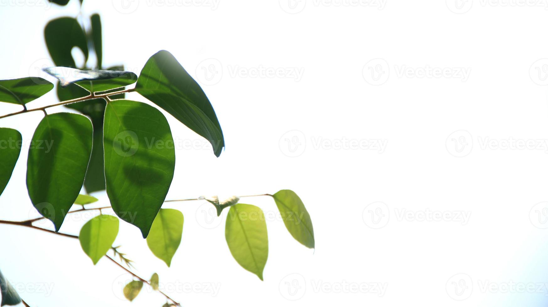 Cerrar hermosa vista de la naturaleza hojas verdes en vegetación borrosa foto