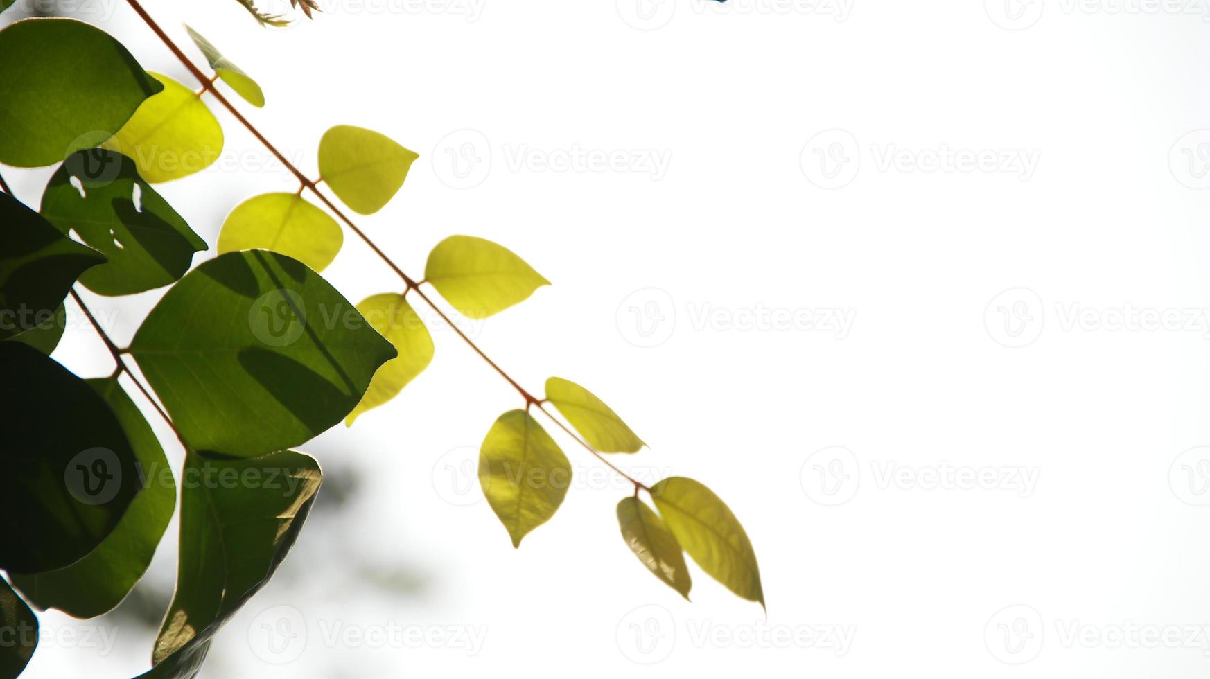 Close up beautiful view of nature green leaves on blurred greenery photo
