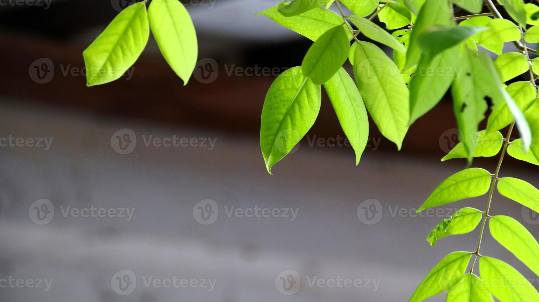 Close up beautiful view of nature green leaves on blurred greenery photo