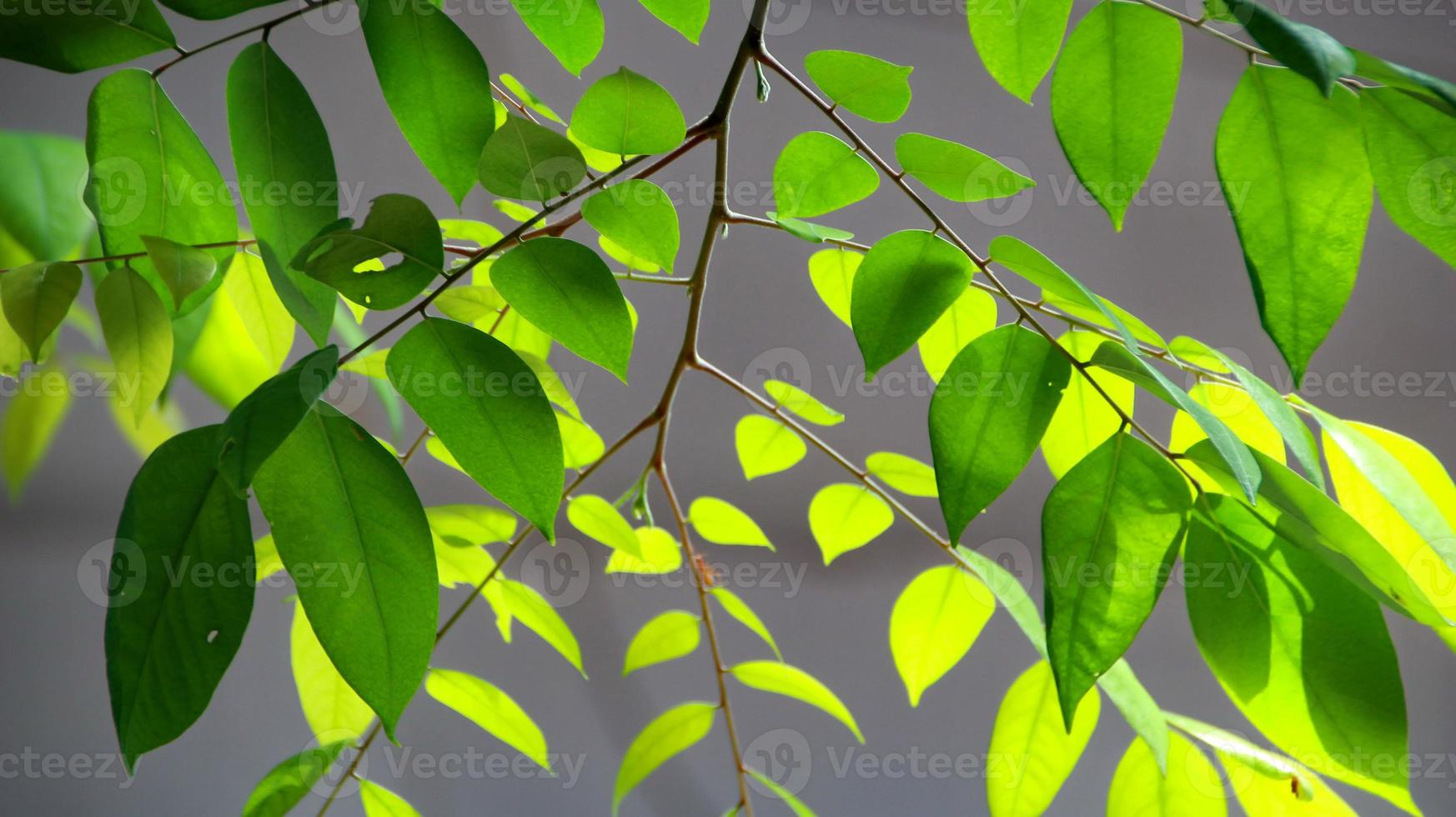 Cerrar hermosa vista de la naturaleza hojas verdes en vegetación borrosa foto