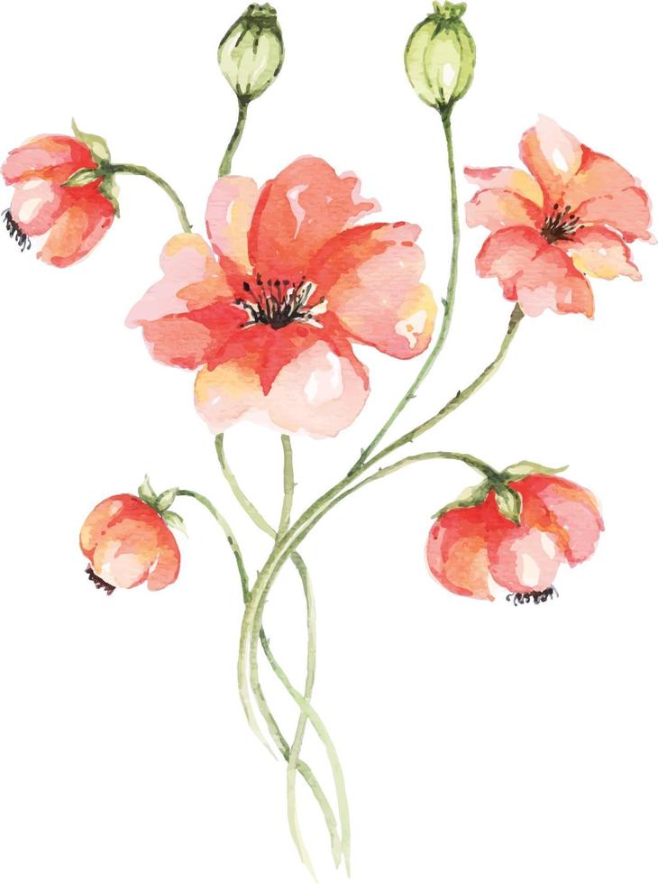 bouquet of poppies painted with watercolors 2 vector