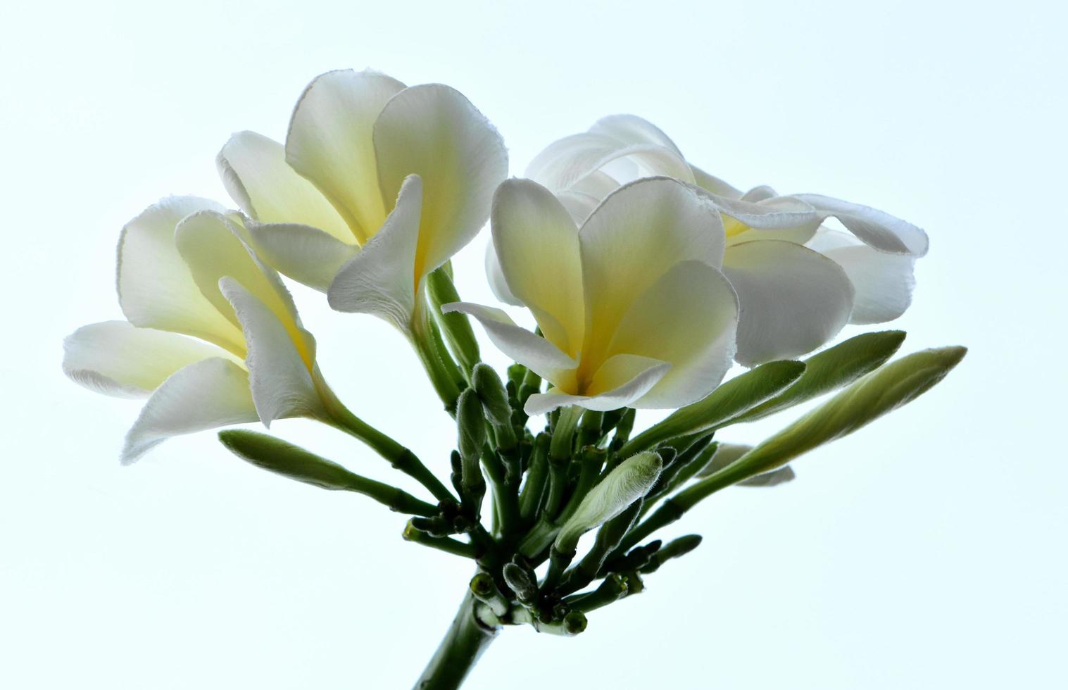 Frangipani flowers in the garden photo