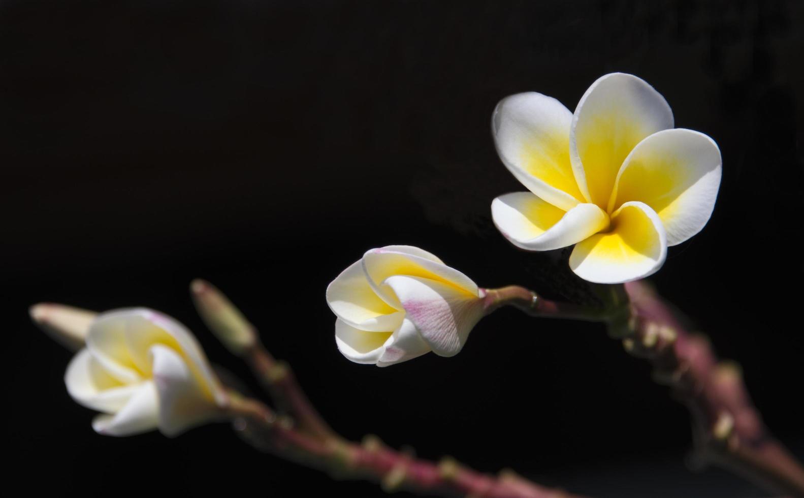 Frangipani flowers in the garden photo