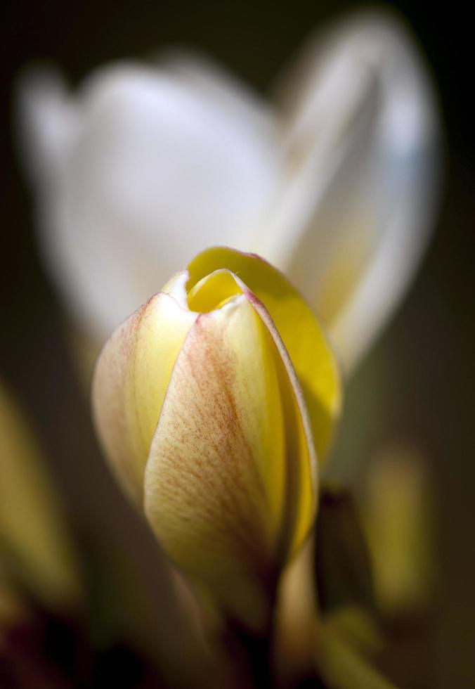 Frangipani flowers in the garden photo