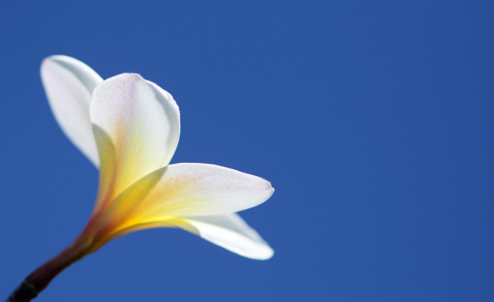 Frangipani flowers in the garden photo