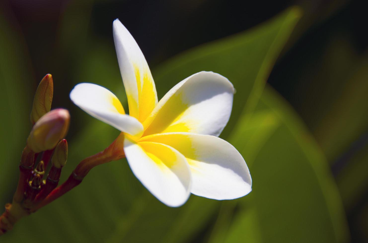 Frangipani flowers in the garden photo