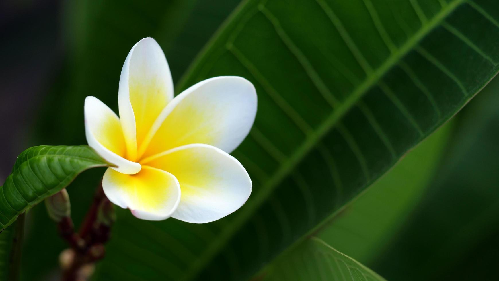 Frangipani flowers in the garden photo