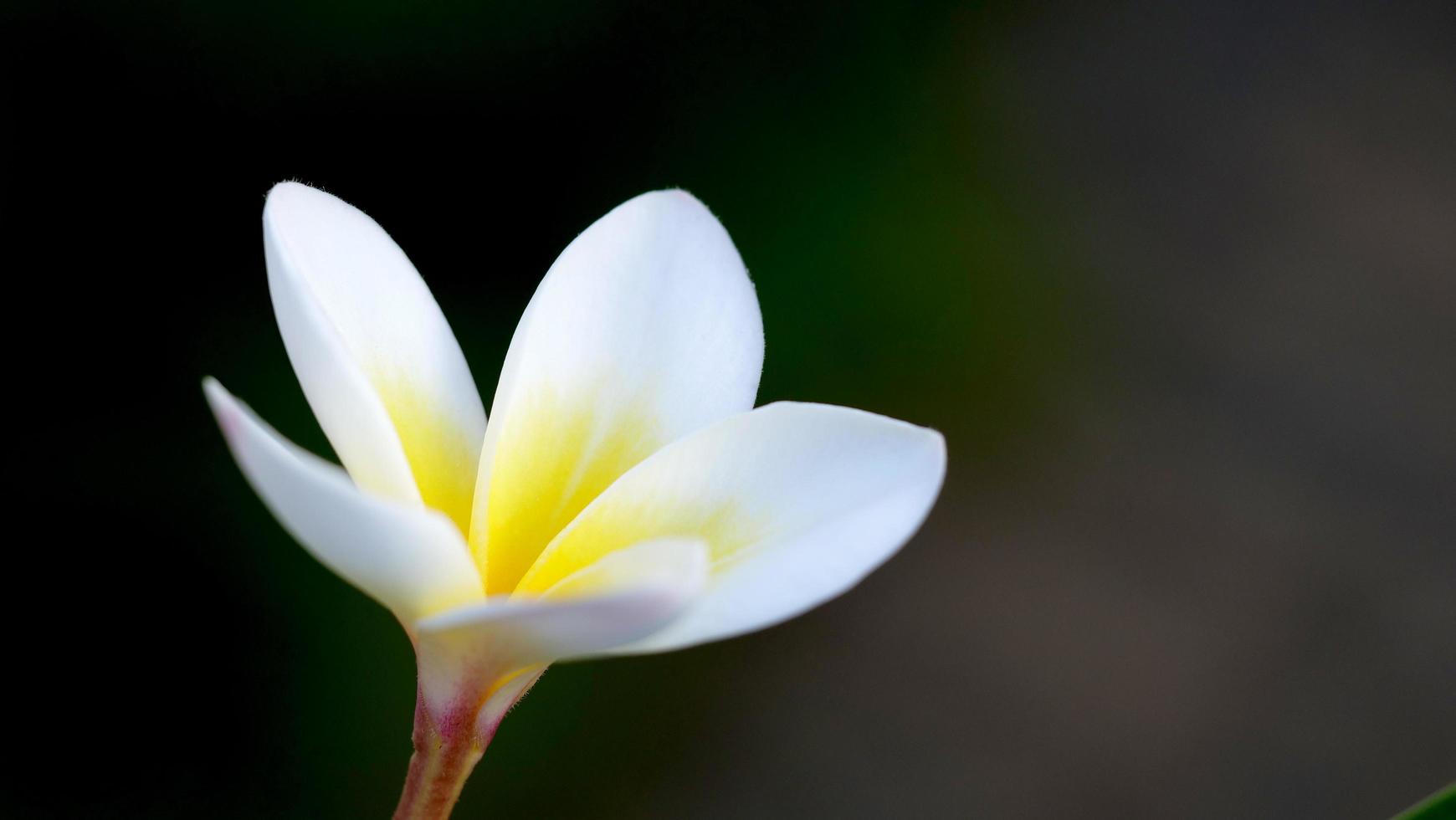 Frangipani flowers in the garden photo