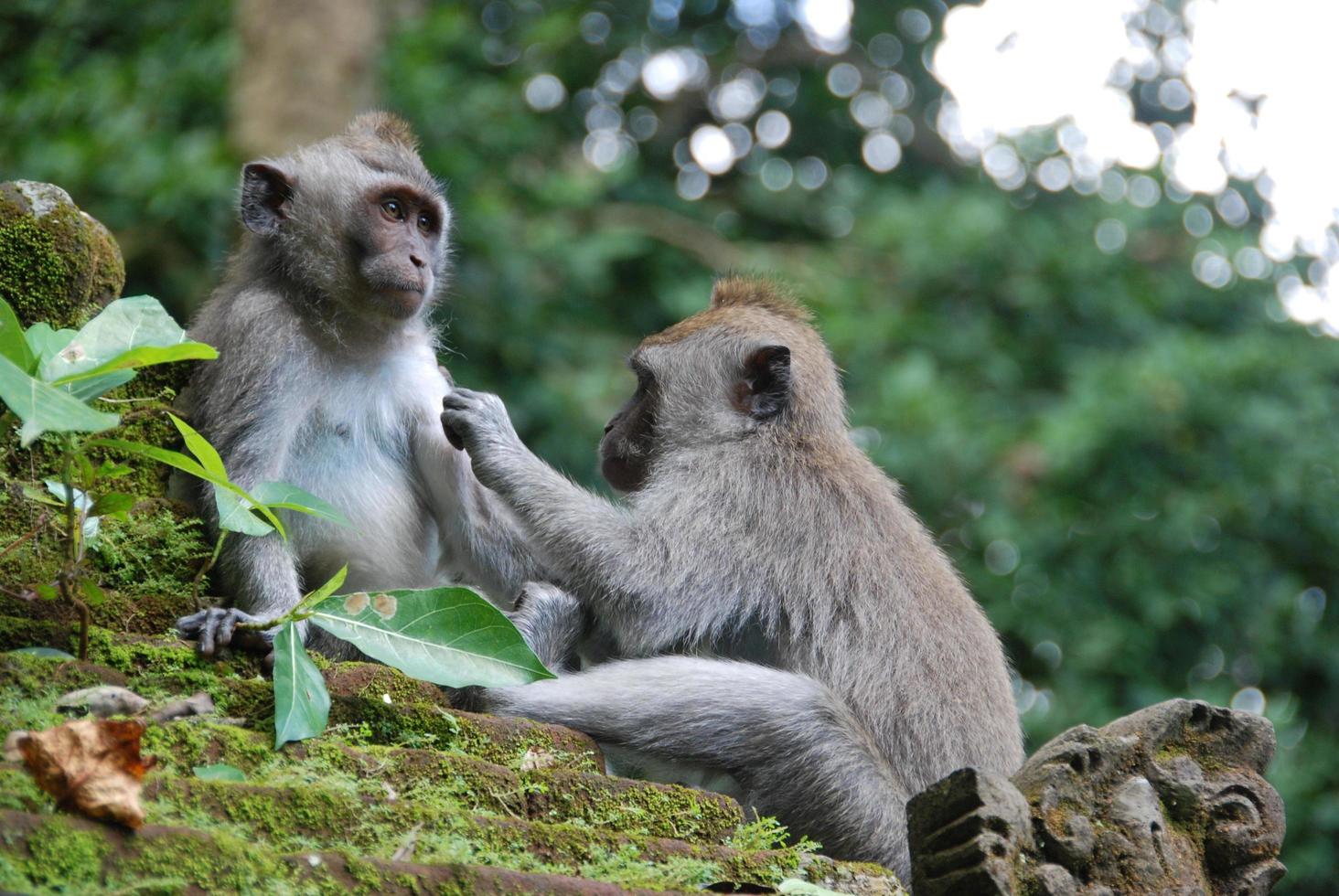 Bosque de monos de ubud en bali foto