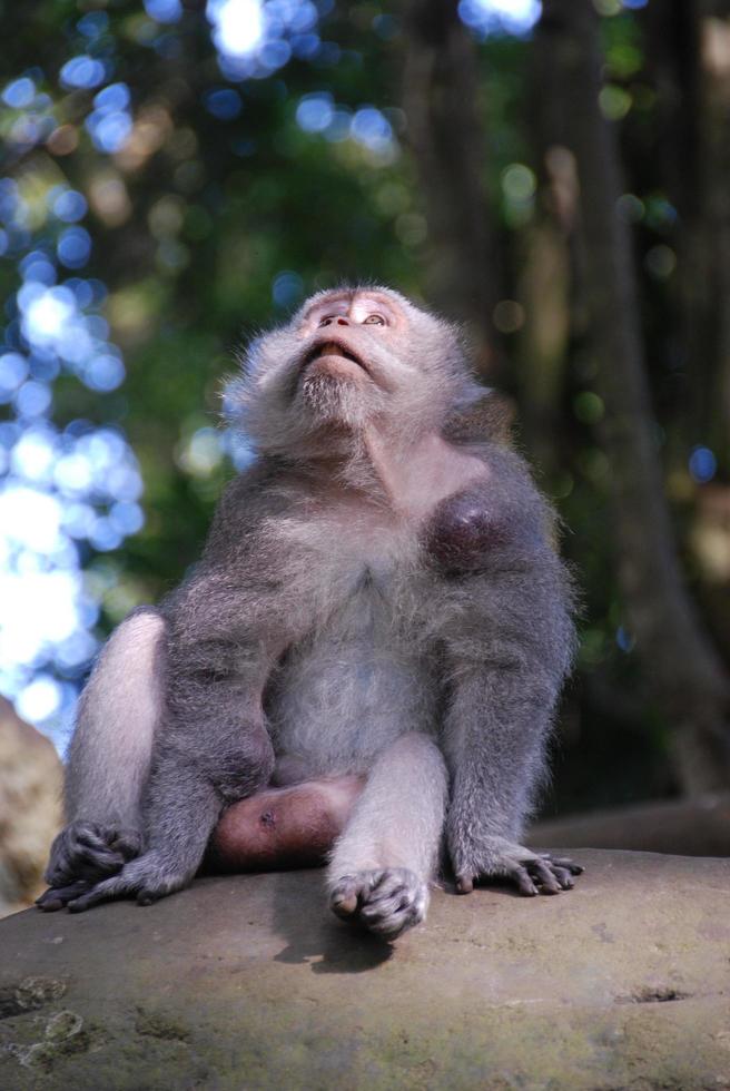 Ubud Monkey Forest in Bali photo
