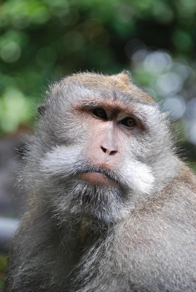 Bosque de monos de ubud en bali foto