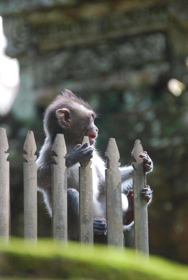 Ubud Monkey Forest in Bali photo