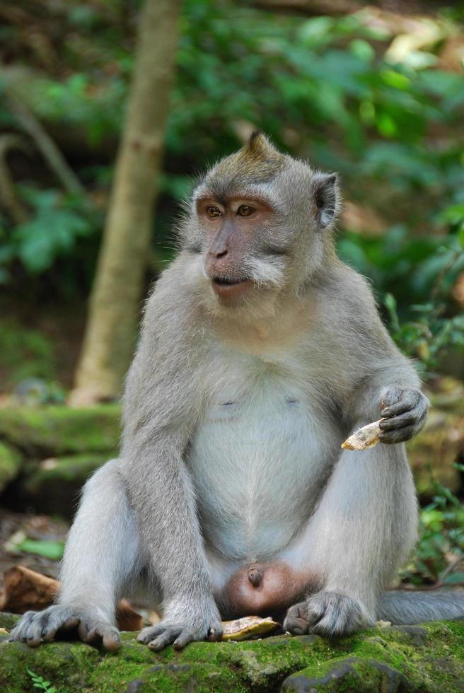 Ubud Monkey Forest in Bali photo