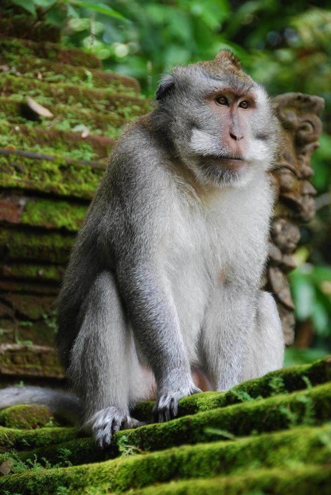 Bosque de monos de ubud en bali foto