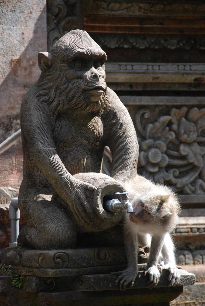 Ubud Monkey Forest in Bali photo