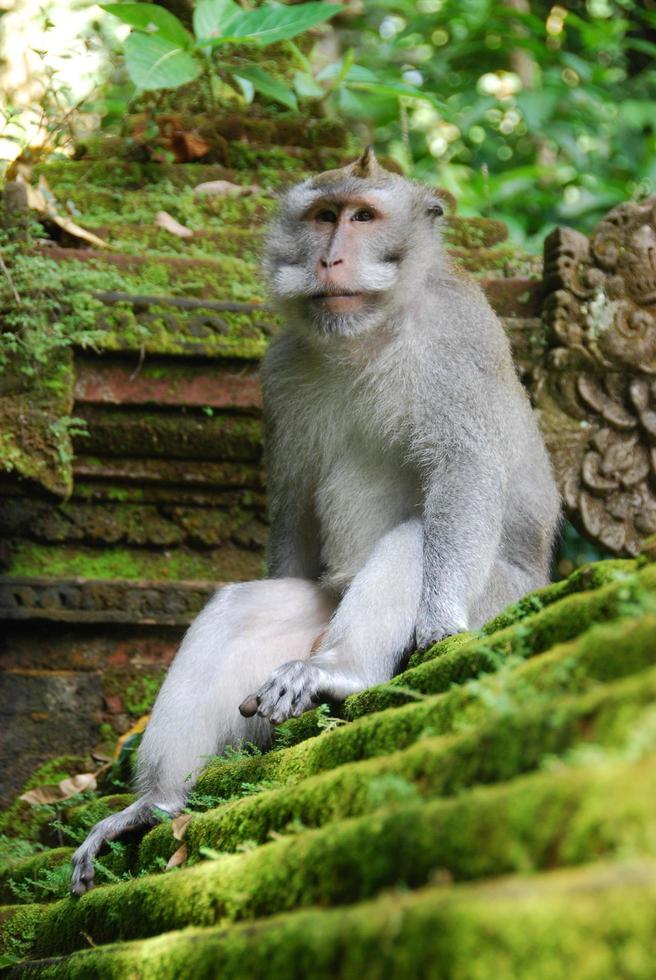 Ubud Monkey Forest in Bali photo