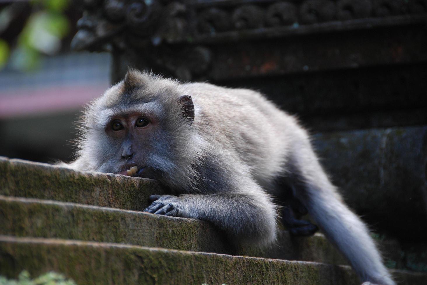 Bosque de monos de ubud en bali foto