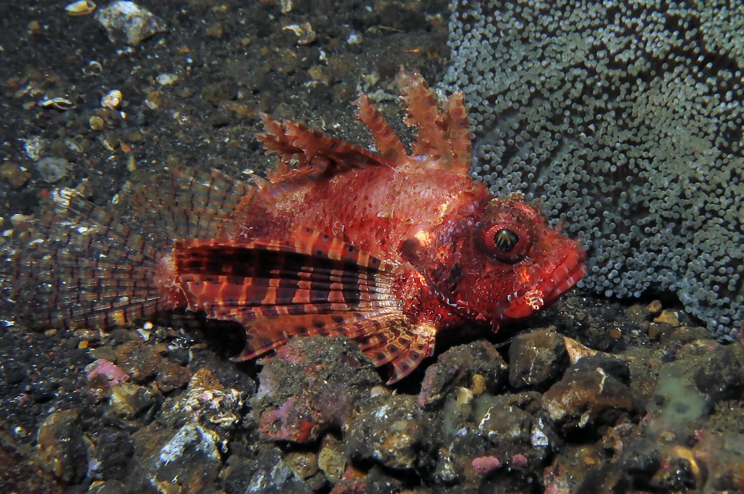 Dangerous Lionfish in the sea. photo
