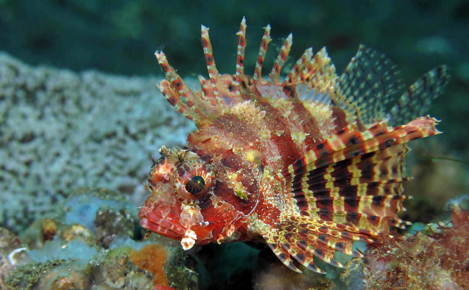 Dangerous Lionfish in the sea. photo