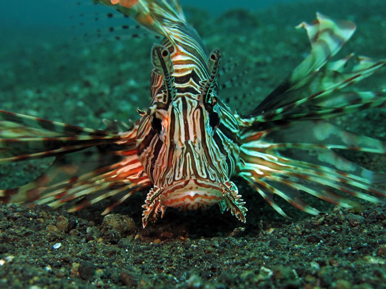 Dangerous Lionfish in the sea. photo