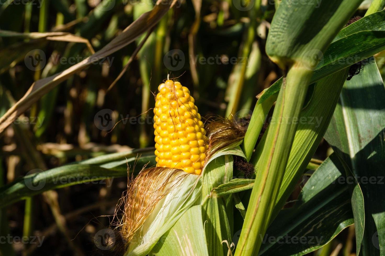 la enfermedad del maíz foto